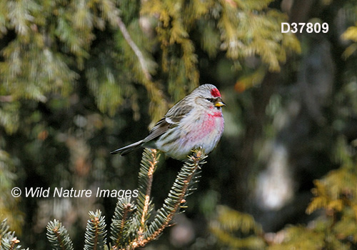Common Redpoll (Acanthis flammea)